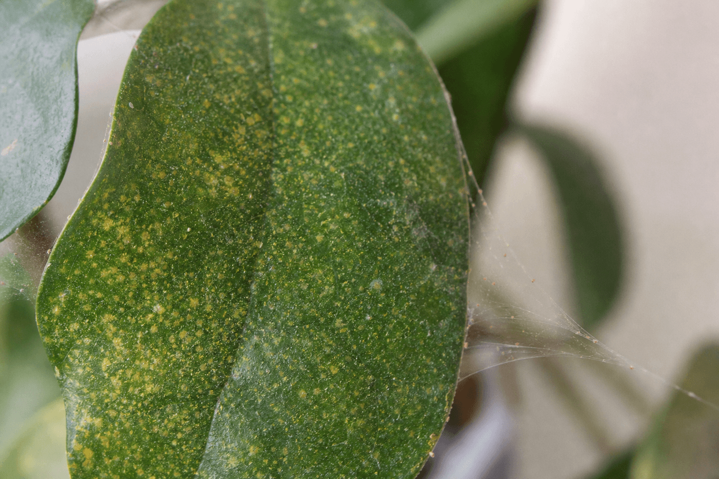Feuille de plante d'intérieur avec de fines toiles d'araignées rouges et des petites taches jaunes, gros plan macro