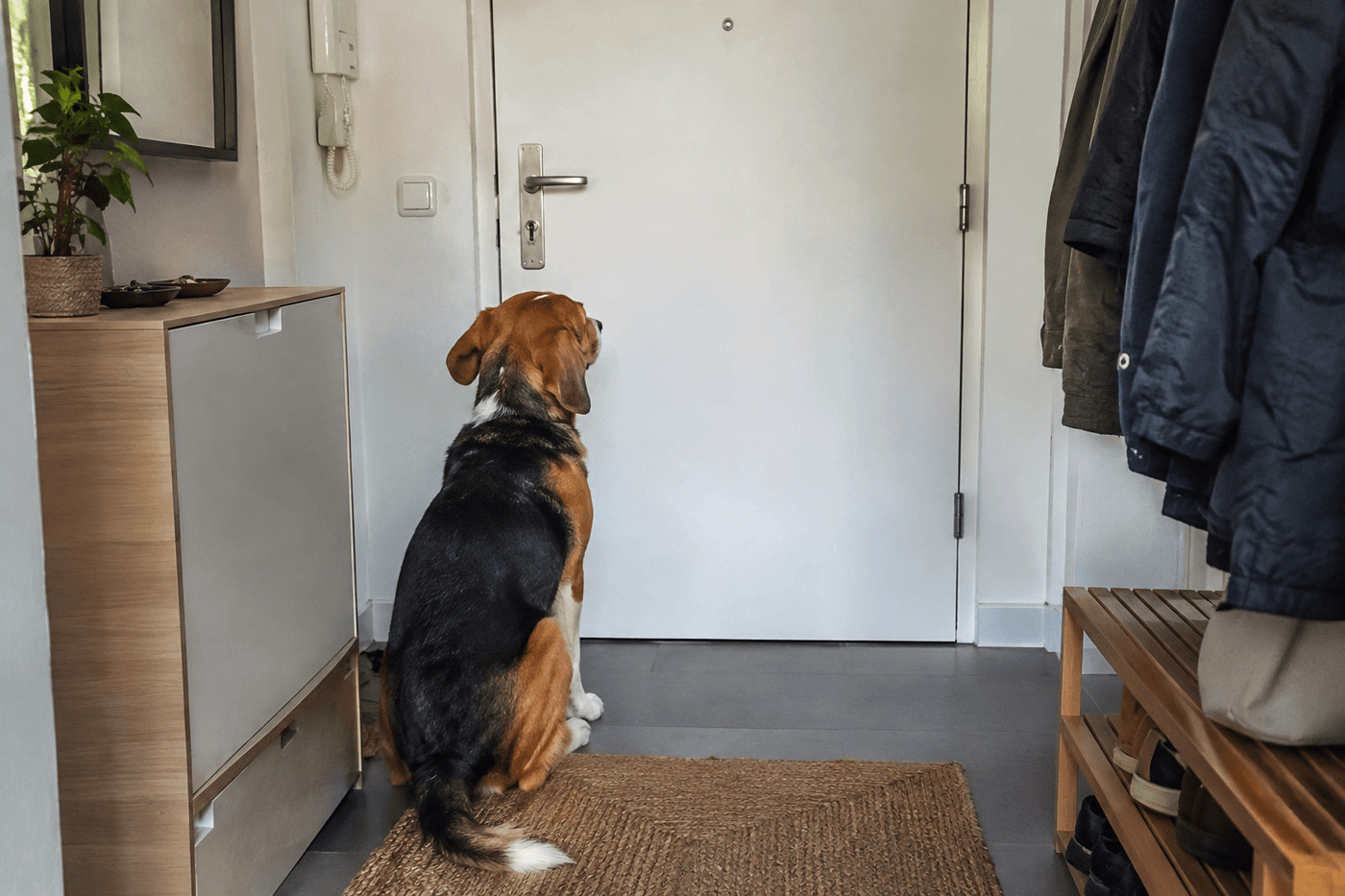 Chien beagle assis seul dans l'entrée d'un appartement, face à la porte fermée
