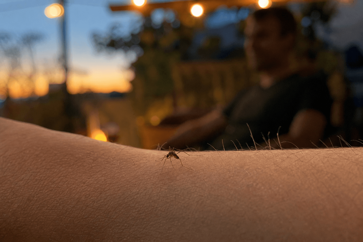 Moustique posé sur l'avant-bras d'une personne en soirée sur une terrasse, au crépuscule