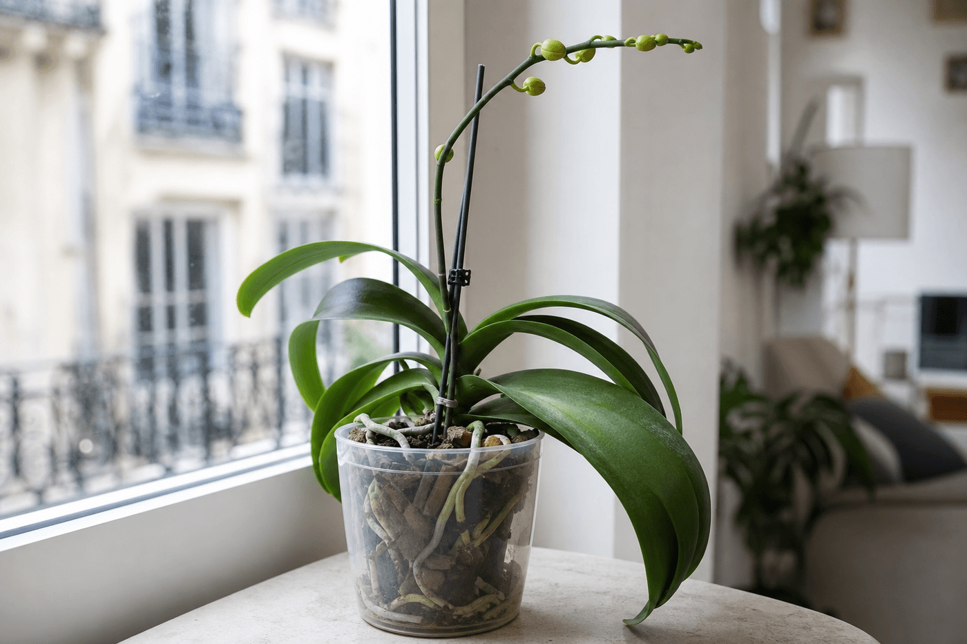 Orchidée phalaenopsis en pot transparent près d'une fenêtre, avec une nouvelle hampe florale couverte de boutons